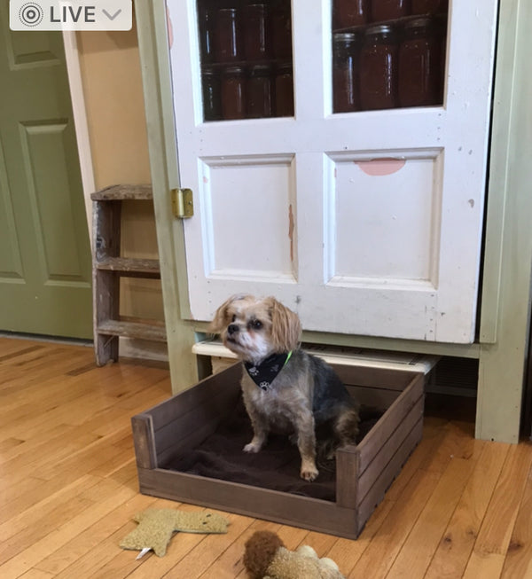 Small dog resting inside handcrafted medium brown wooden pet bed