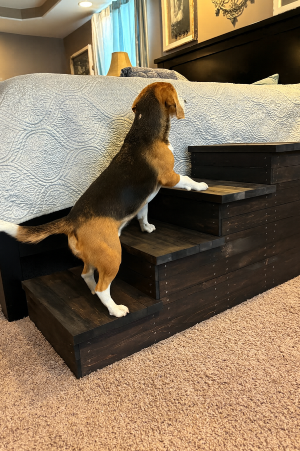 Beagle climbing 4-step wooden pet stairs to reach a tall bed