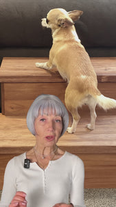 Video showcasing cherry stained two-step wooden pet stairs for small dogs